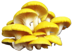 Nấm hoàng kim