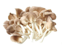 Nấm bào ngư trắng