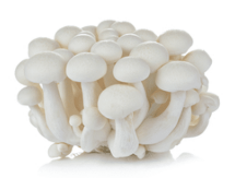 Nấm linh chi trắng