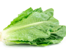 Xà lách Đà Lạt